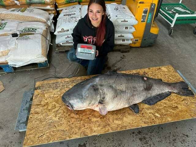 130527068_web1_parker
The 101.11-pound blue catfish is the largest catch on record in Ohio. Photo provided by the Parker family.