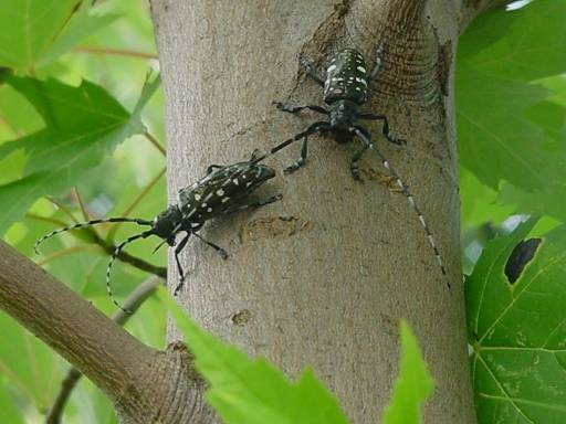 130830714_web1_ALB
Asian longhorned beetle. Photo courtesy the U.S. Department of Agricultures Animal and Plant Health Inspection Service.