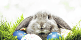 
			
				                                Today, the Easter Bunny is not only the symbol of the holiday, he is the center point to a multi-billion dollar industry.
                                 Courtesy photos

			
		